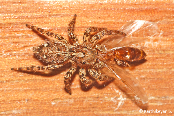 Plexippus sp. – a jumping spider feeding on an ant alate.