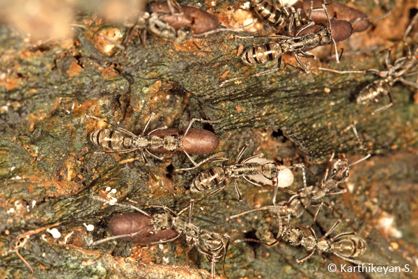Ants moving eggs and pupae as part of the nest moving process.
