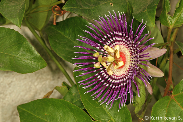 Passiflora incarnata - a beautiful flower with an equally heady fragrance!