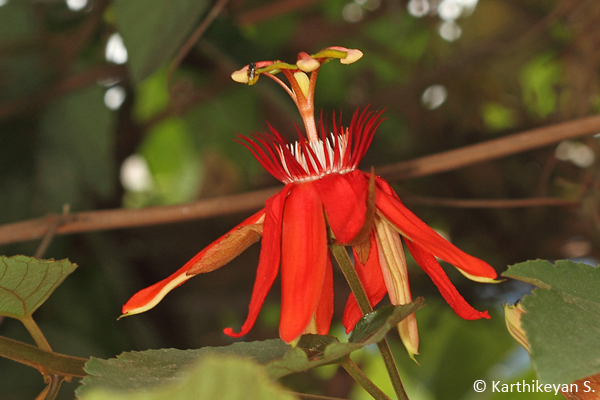 The bright colour of Passiflora coccinea grabs your attention.