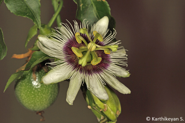 Passion Fruit with the unripe fruit in the background. 