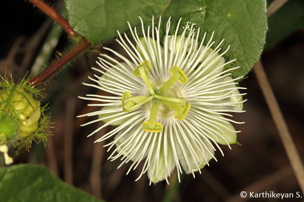 The more demure Passiflora subpeltata that grows wild.