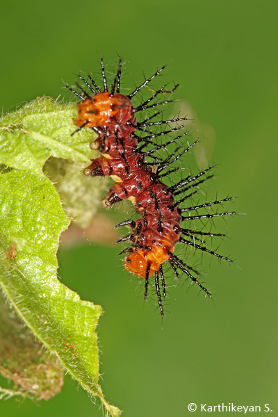 Larva of the Tawny Coster feeding on Passiflora.