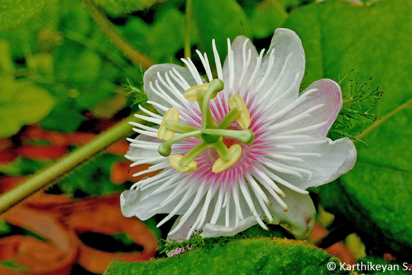 The beauty of Passiflora foetida was captivating