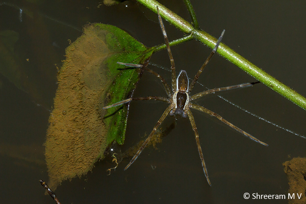 Fishing Spider from Agumbe.