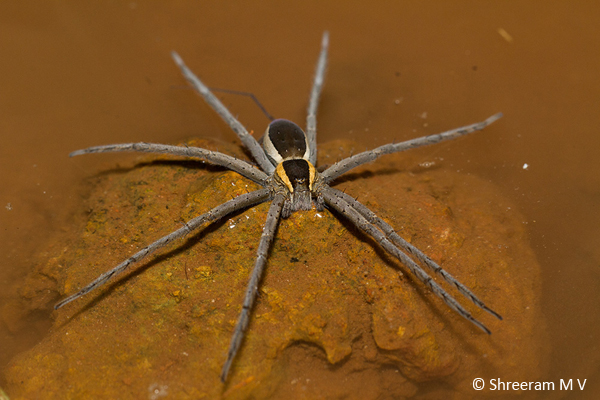 A very attractive fishing spider on the water surface from Amboli, Maharashtra.