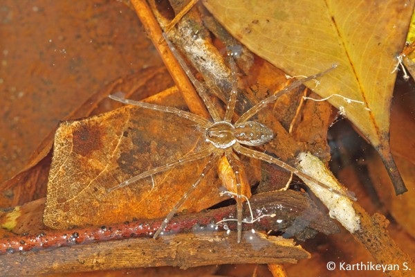 A Fishing Spider (Fam. Pisauridae) sitting amid debris in a stream.