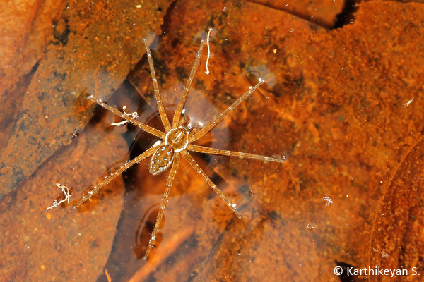 Notice how the spider stays afloat. The fact that the surface tension is not broken is evident from the dimples on the water surface at points where the spider's body comes in contact with the water!