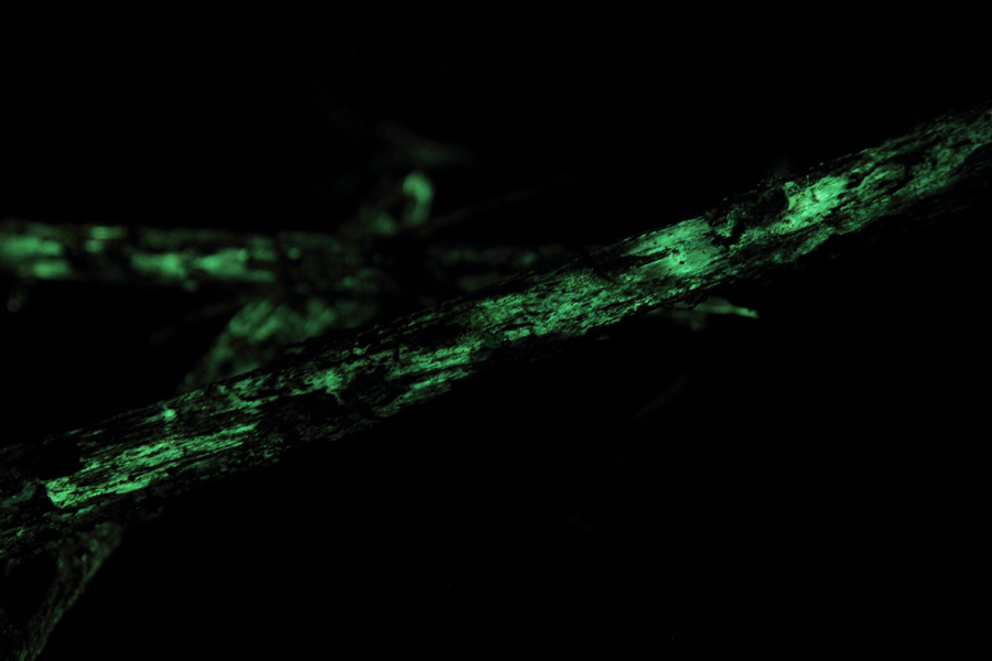 Bioluminescent fungi in the dark! Read more about these glowing beauties.