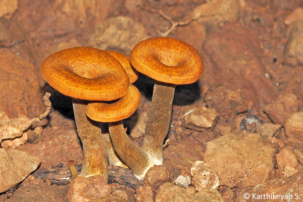 Omphalotus sp. - a fungi growing on the forest floor.