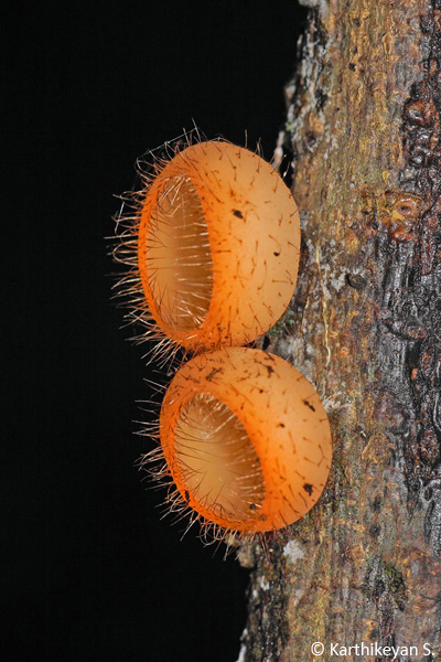 Cookeina sp. - A dainty cup-like fungi that grows on trees.