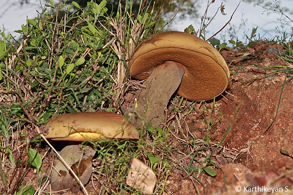 This one was huge indeed. Photographed in Bannerghatta, this was the size of a human head!