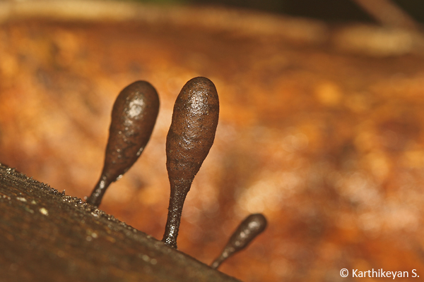  Club Fungi Xylaria sp. - seen often growing on trees.