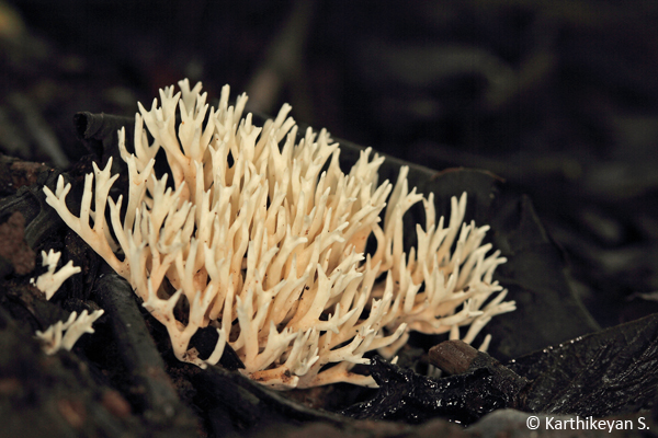  Coral Fungi (Clavaroid fungi) Clavaria sp. - growing on the forest floor in high rainfall areas.