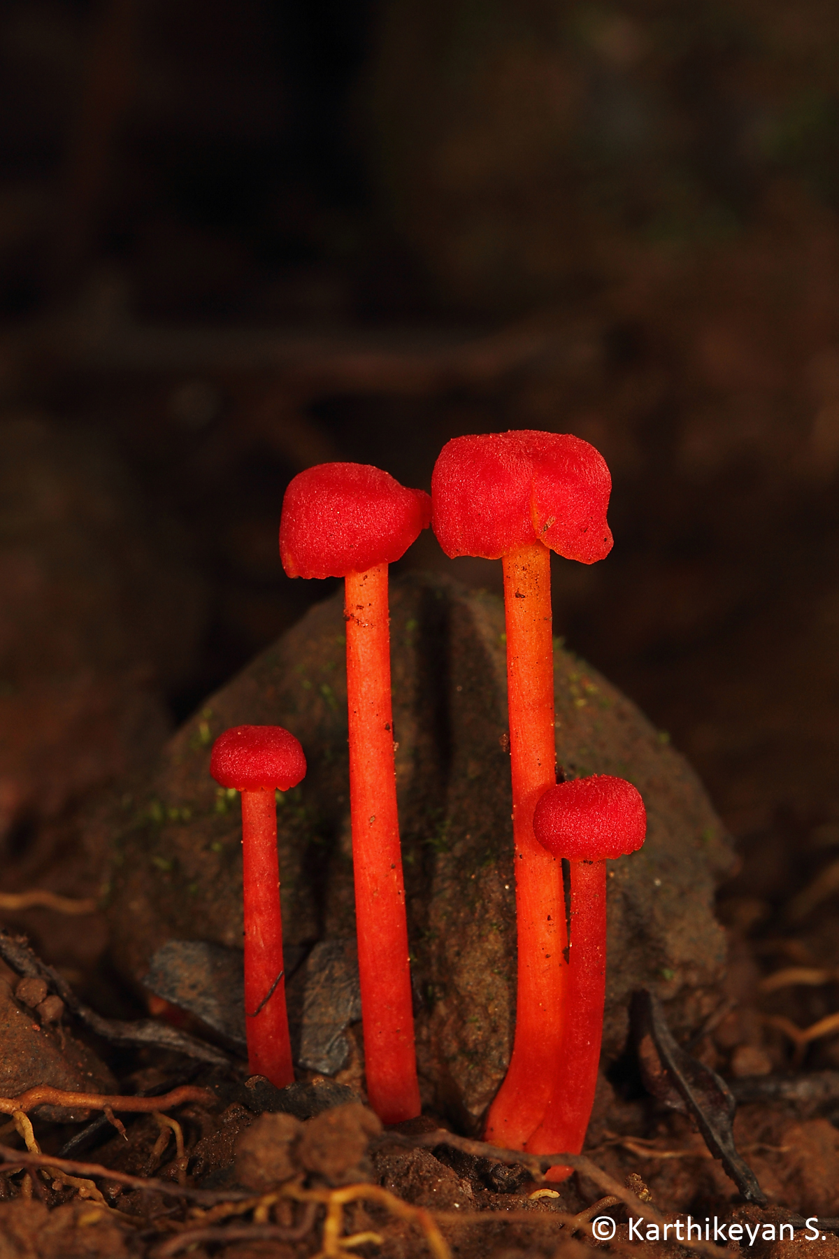 Lovely red fungi that grows on the forest floor in heavy rainfall areas - Hygrocybe sp.