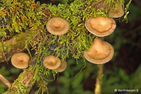 Small dull brown fungus growing amid moss photographed in Goa.
