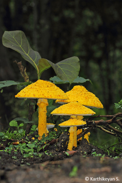 This large and robust fungus seen and photographed in moist deciduous forests during monsoon.