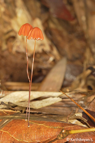 Absolute delight. This dainty and delicate fungus that make do with even as little as a rotting leaf on the forest floor - Marasmius sp.