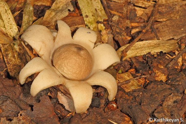 Earth Star Geastrum sp., River Tern Lodge, Bhadra. In recent times, I have seen them in Bangalore too! For more about the Earth Star.