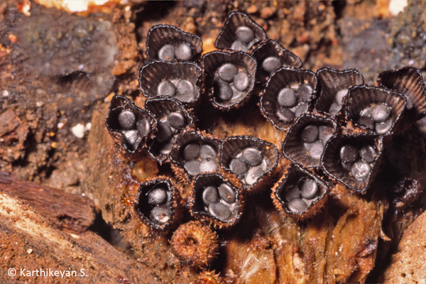  The fascinating Bird's Nest Fungi, Cyathus sp., not only occurs in Bangalore but also in heavy rainfall areas like Agumbe. More about the Bird's Nest Fungi 