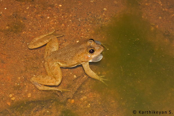 Indian Skipper Frog - another victim of habitat loss.