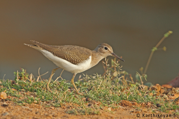 The migratory Common Sandpiper that was seen occasionally does not find the habitat suitable any longer.