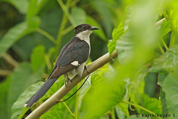 The Pied Crested Cuckoo.