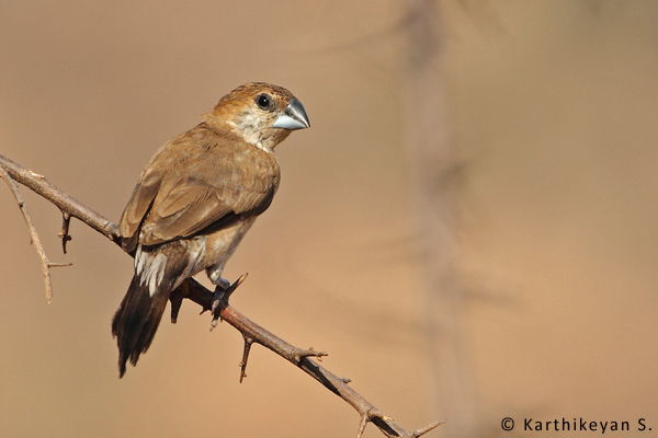  The Indian Silverbill was seen along with the other munias.