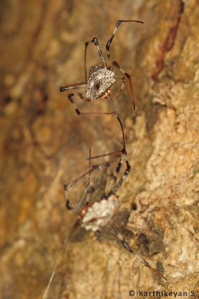 A Herennia multipuncta hanging by a silken thread.