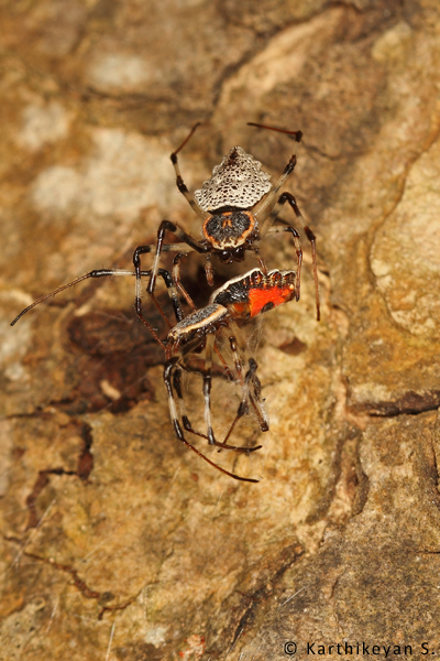 The bright orange-red of the undersides showing as the limp spider is turned. around