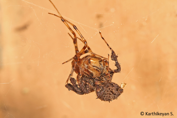 A Portia feeding on a Theridid spider. Read more about the Portia here.