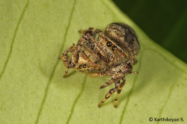 A Rhene sp. spider feeding on another of its own kind!