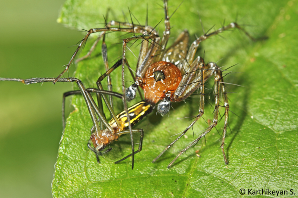 A Lynx Spider Hamadruas sikkimensis feeding on another spider.