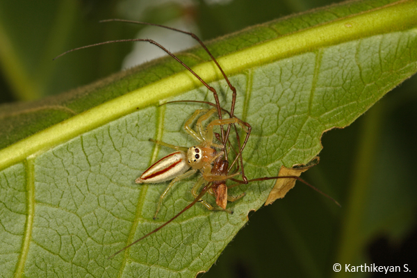 A female Two-striped Jumper Telamonia dimidiata feeding on a Long-jaw Spider.