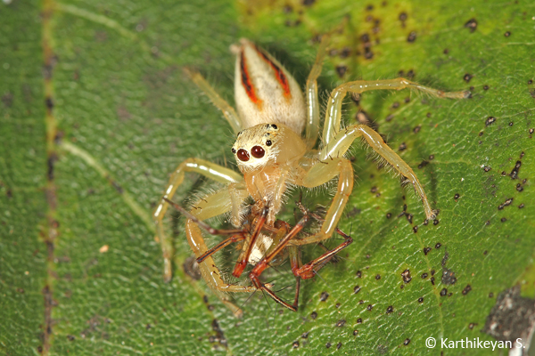 Another instance of a Two-striped Jumper feeding on a Lynx Spider.