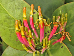 Mistletoe – a partial parasite