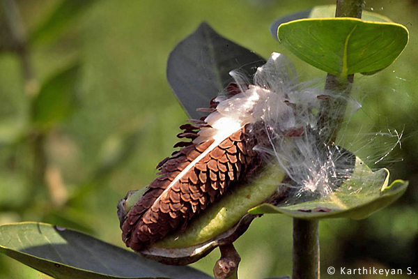 The flat brown seeds, each with its own 'parachute' are neatly packed inside the seed case. 