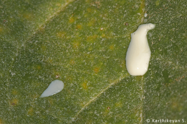 A white milky liquied oozes out when a leaf is damaged or a branch broken. 