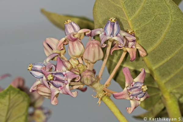 The purple flowers of the Giant Milkweed.