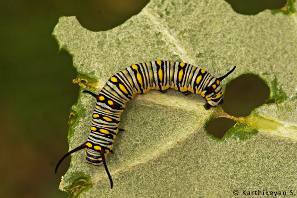 A colourful caterpillar of the Plain Tiger butterfly that uses the Giant Milkweed as one of its larval host plant.