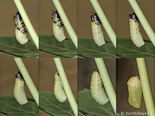 Larva to a pupa : A series of pictures shot in a span of two minutes.