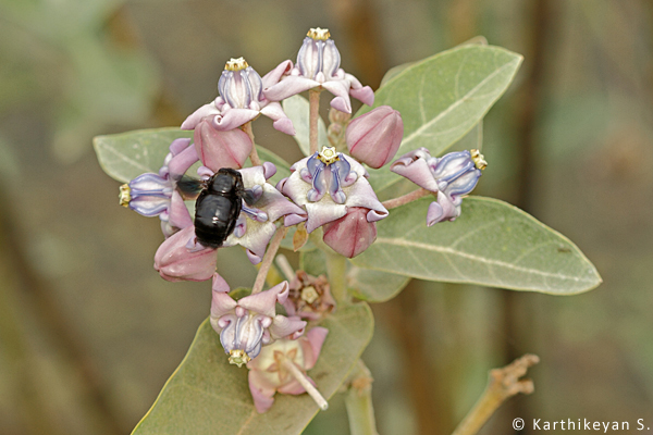 The large Carpenter Bee is a regular visitor to the flowers of the Giant Milkweed which it pollinates.