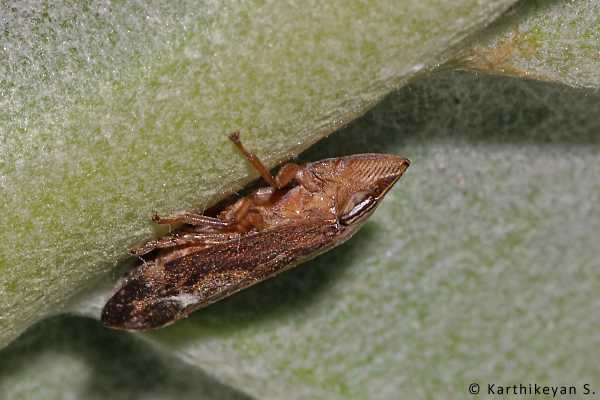 A froghopper on the milkweed.