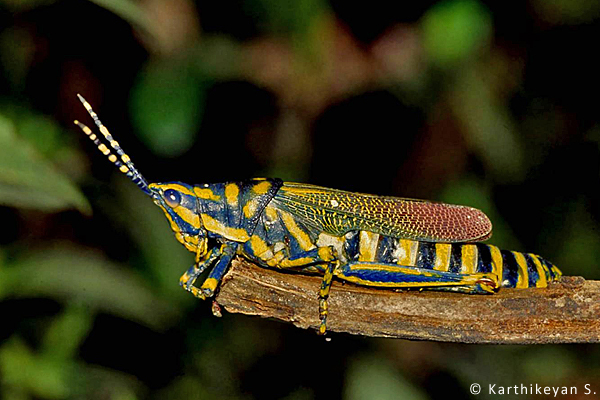 A beautiful Painted Grasshopper - always associated with the Giant Milkweed.