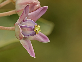 Calotropis – the Giant Milkweed