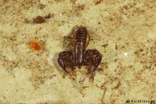 A False Scorpion with all its limbs retracted.