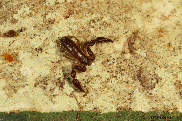 Revealing it identity - the pincers visible as the false scorpion started moving.