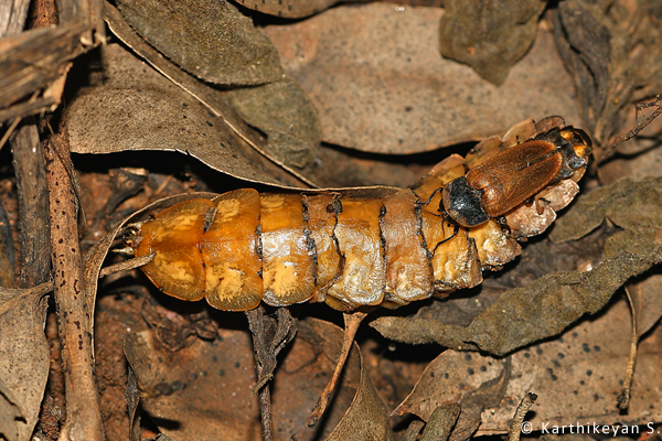 The small firefly mating with the large glow worm !