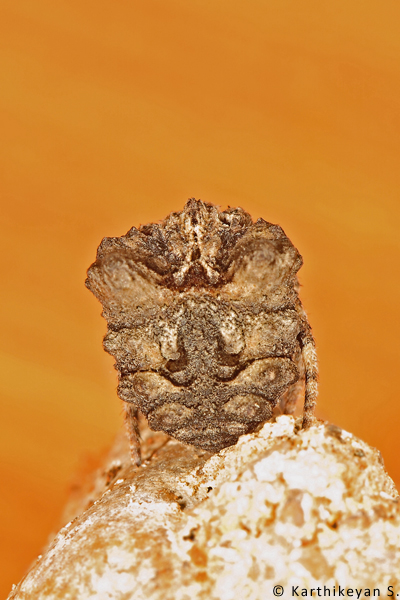 The Tree-stump Spider Poltys nagpurensis - another perspective.