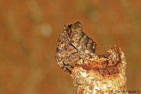 The Tree-stump Spider Poltys nagpurensis - profile.